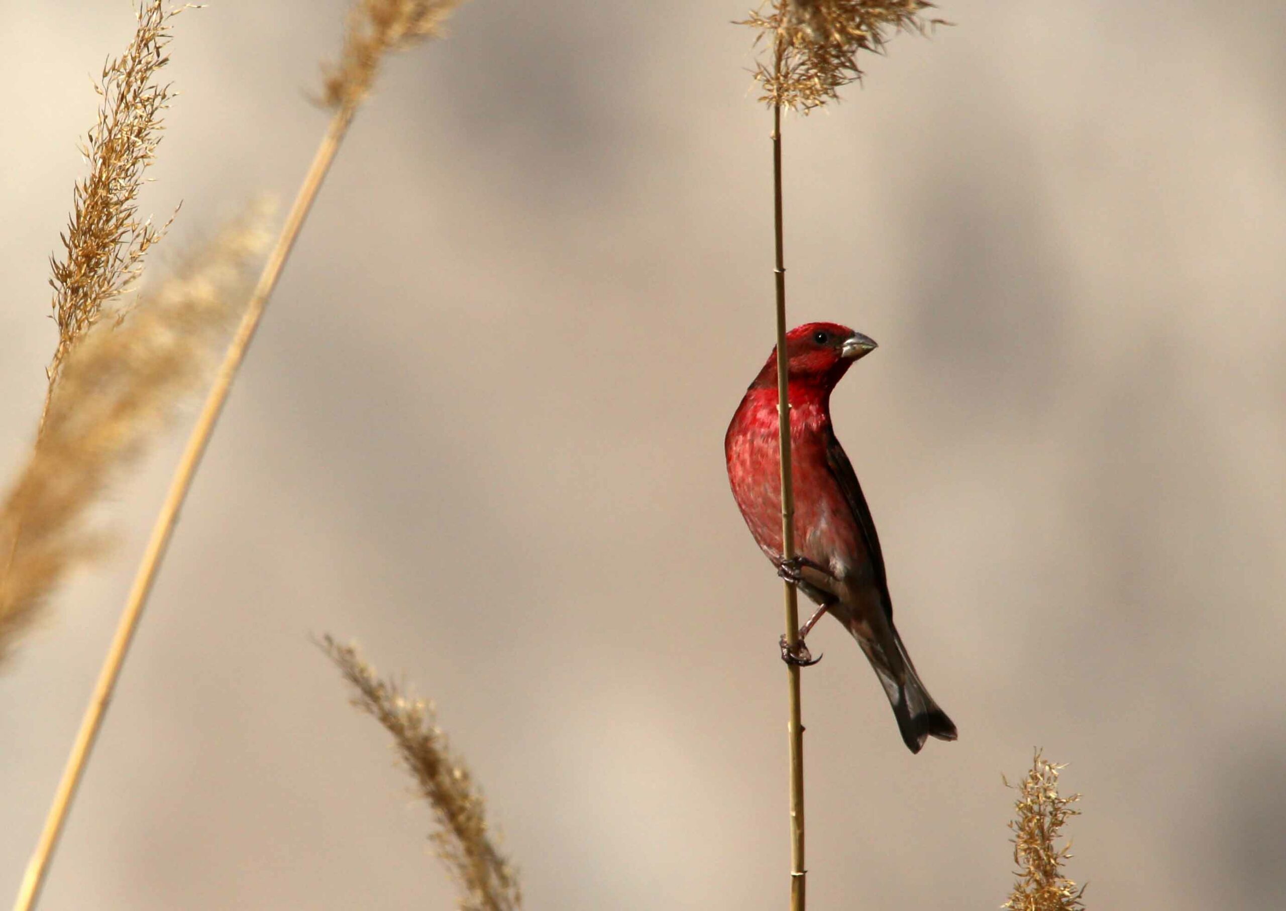red bird sitting on a grass stalk