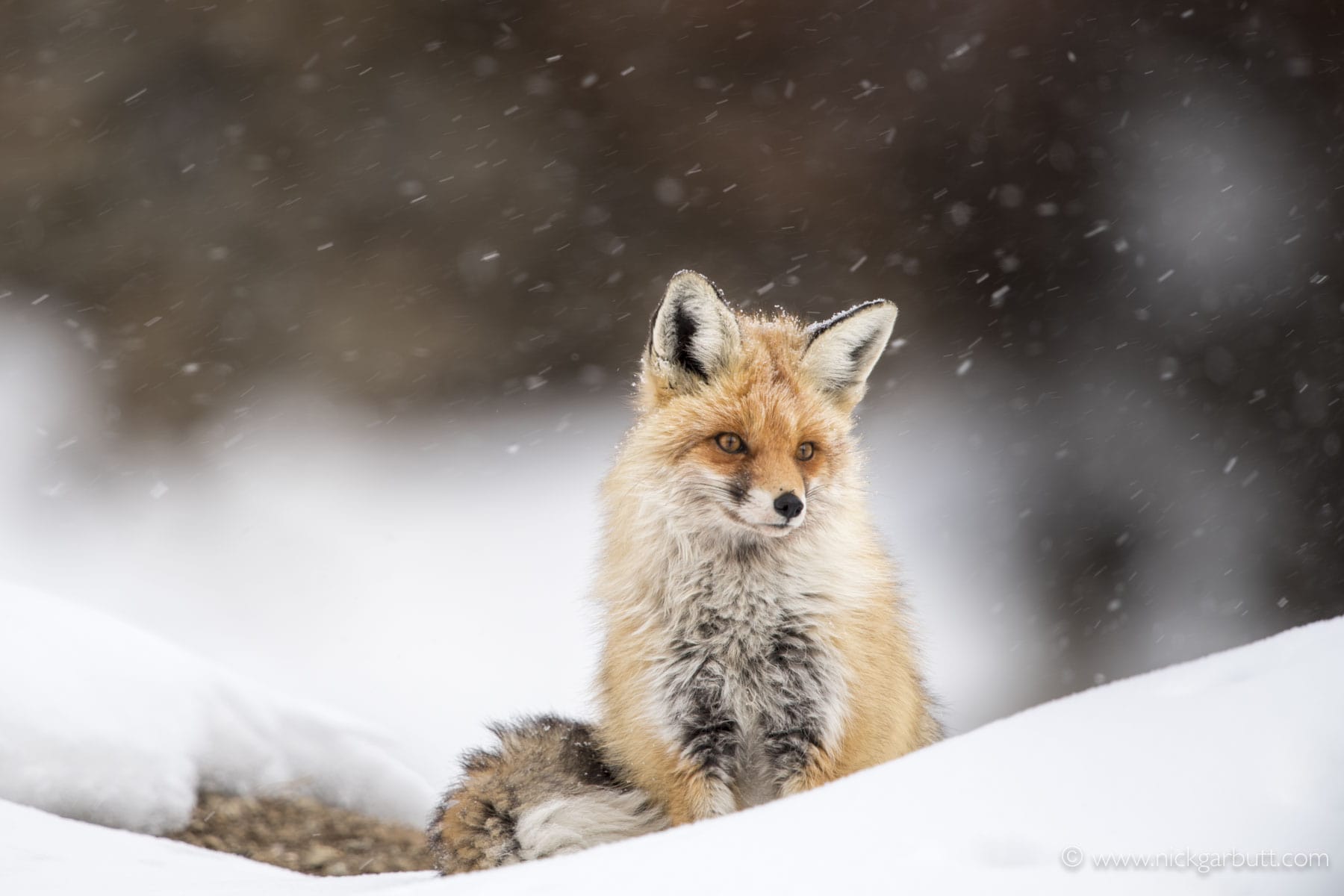fox in the snow of the Himalayas