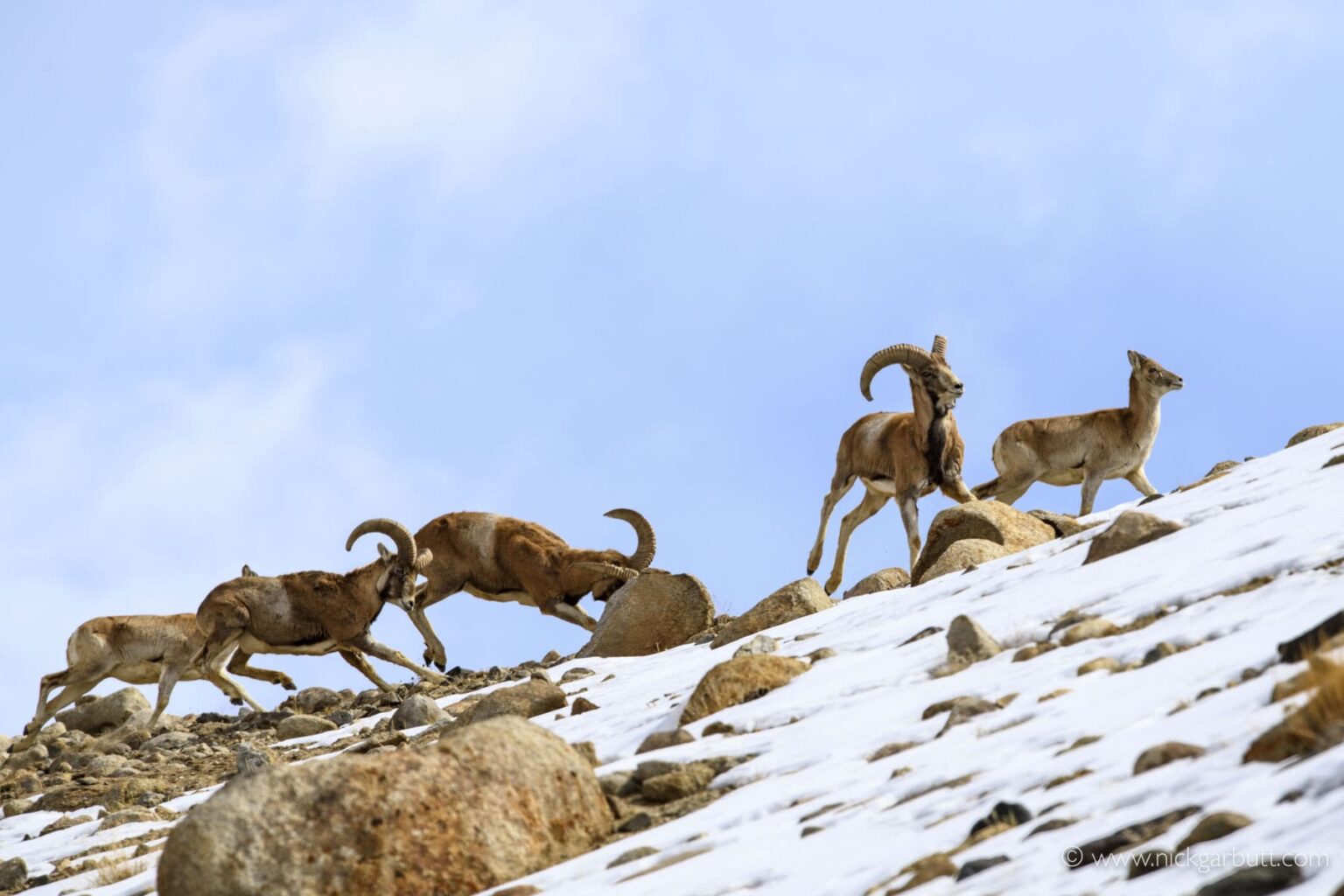 ibex posing on a mountainside in the snow
