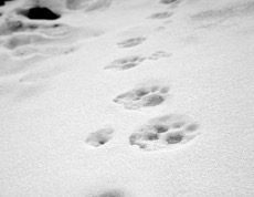 snow leopard tracks in the snow