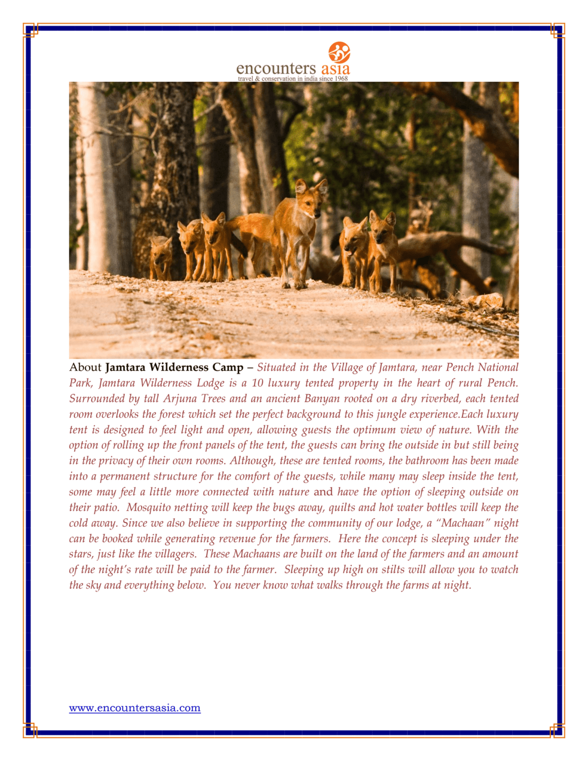 Dhole (wild dogs) in Pench National Park