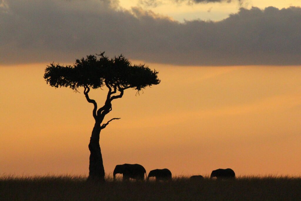Three elephants roam the grassy plains at sunset. 