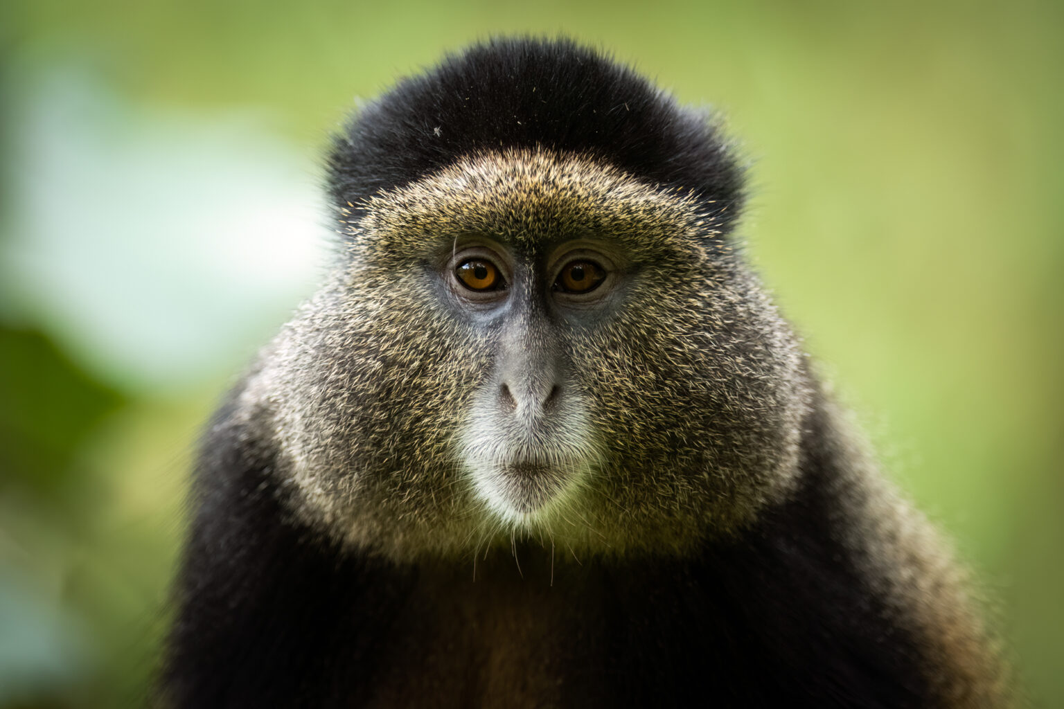 a close up of a monkey with a blurry background.