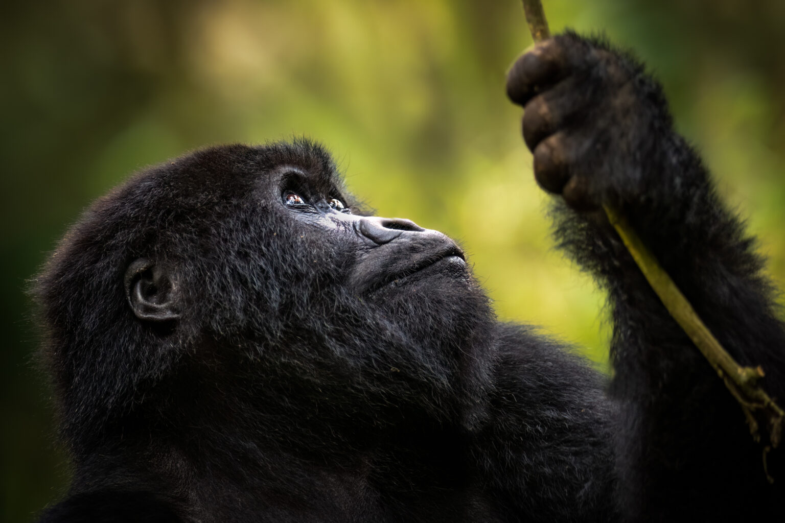 a close up of a gorilla holding a stick.