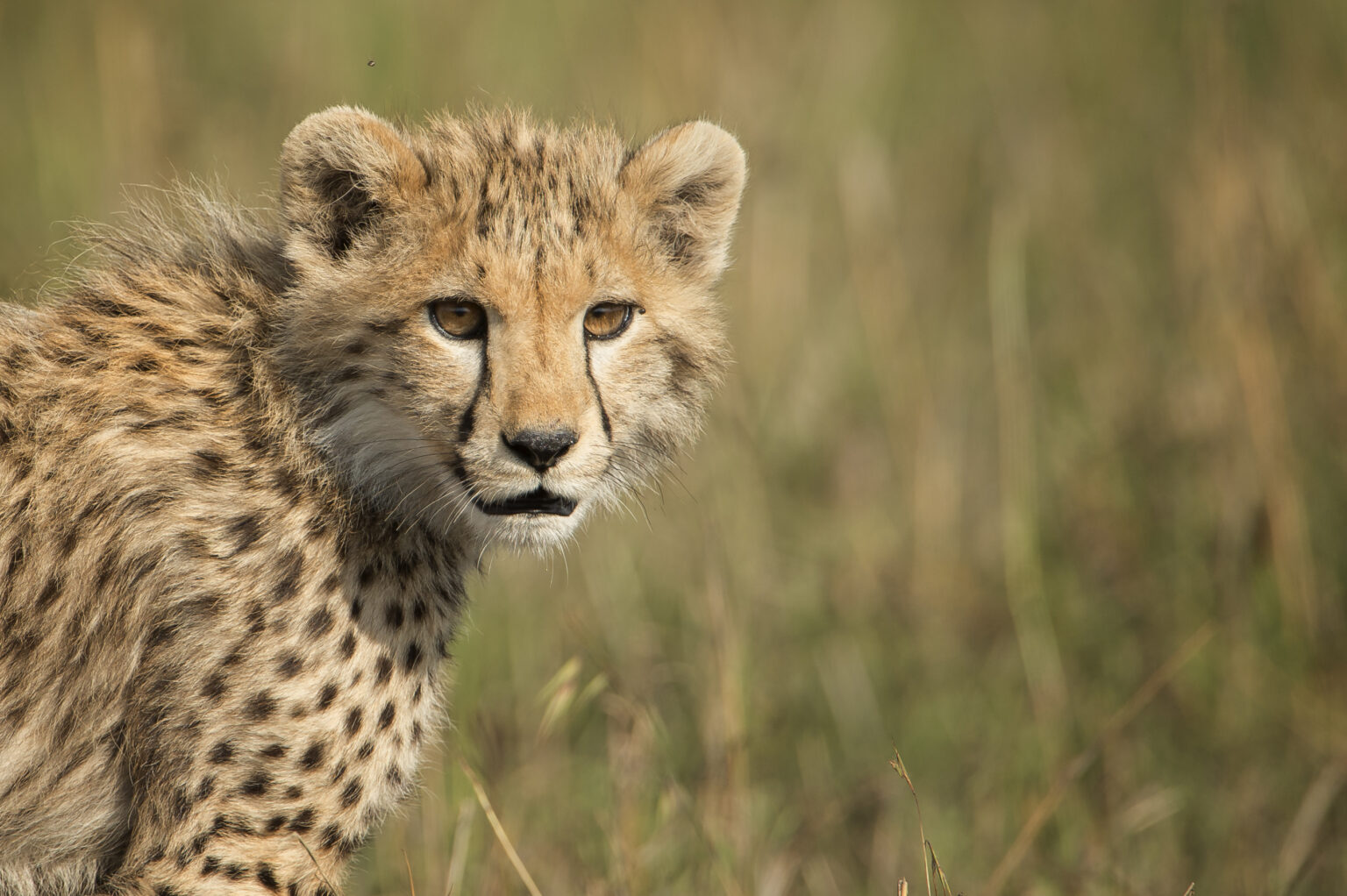 a young cheetah in a field of tall grass.