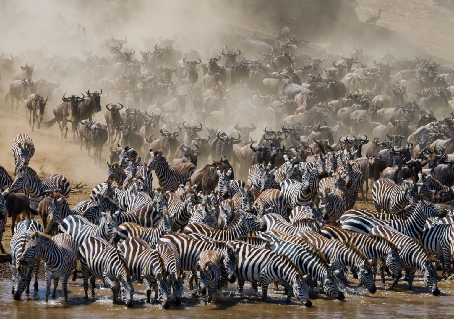 a large herd of zebras and wildebeests in the water.