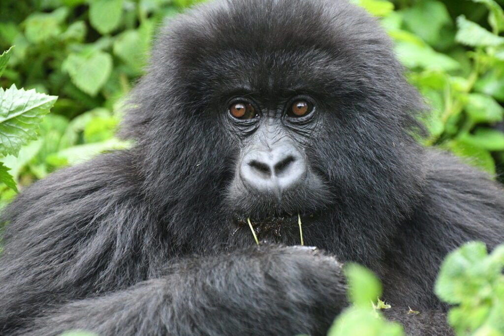 A member of the Agasha family of gorillas in Rwanda's Volcanoes National Park. Image by Alicia-Rae Light