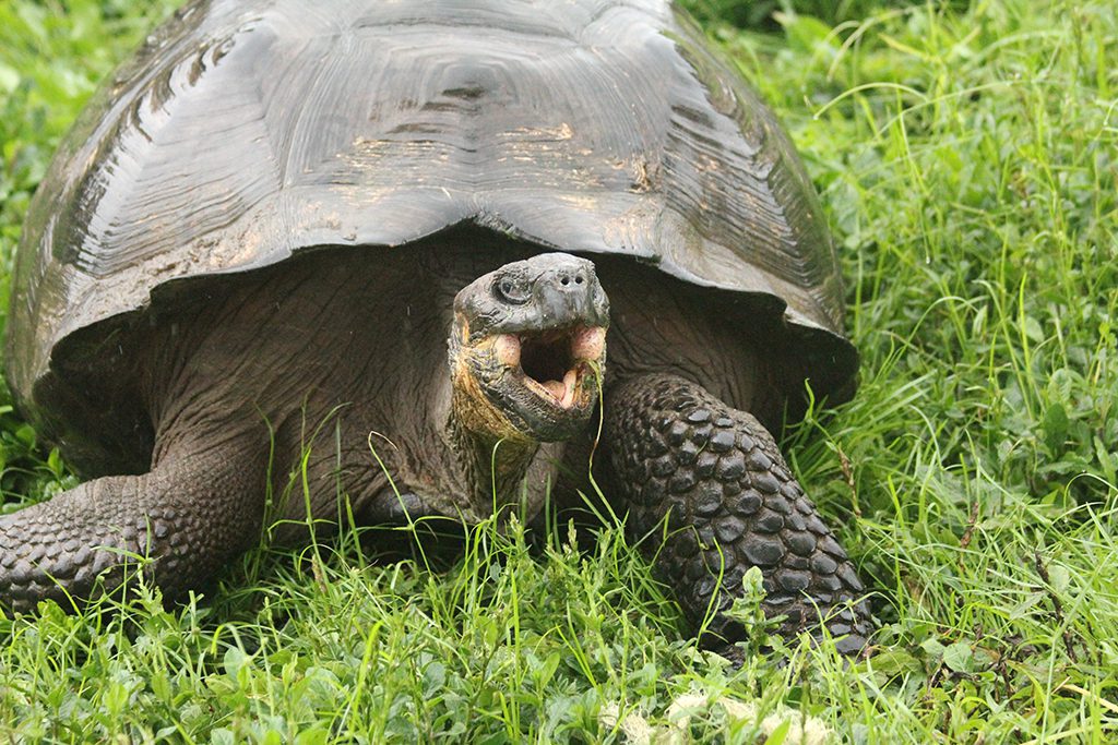 Galapagos tortoises are strictly vegetarian, feeding on various grasses and cacti. Photo by Elizabeth Gordon.