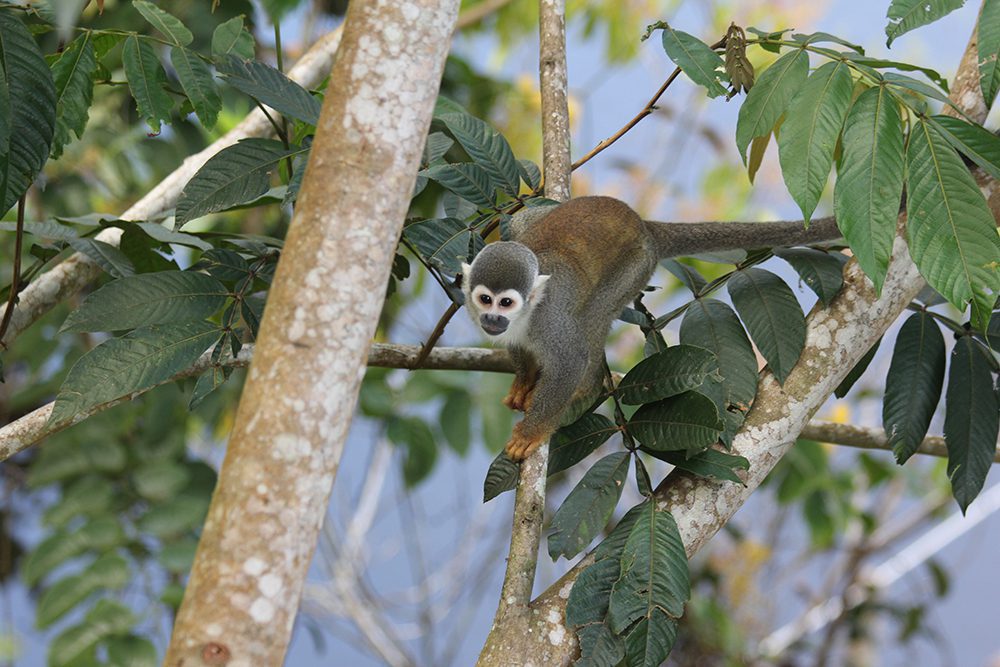 Squirrel monkeys are active both day and night love swinging through the trees and eating fruit. Image by Elizabeth Gordon