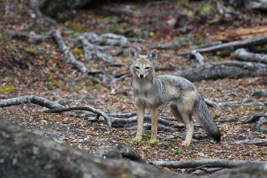 The South American gray fox, aka the Patagonian fox is endemic to the southern part of South America, pictured here in Tierra del Fuego. Image by of Alicia-Rae Light.