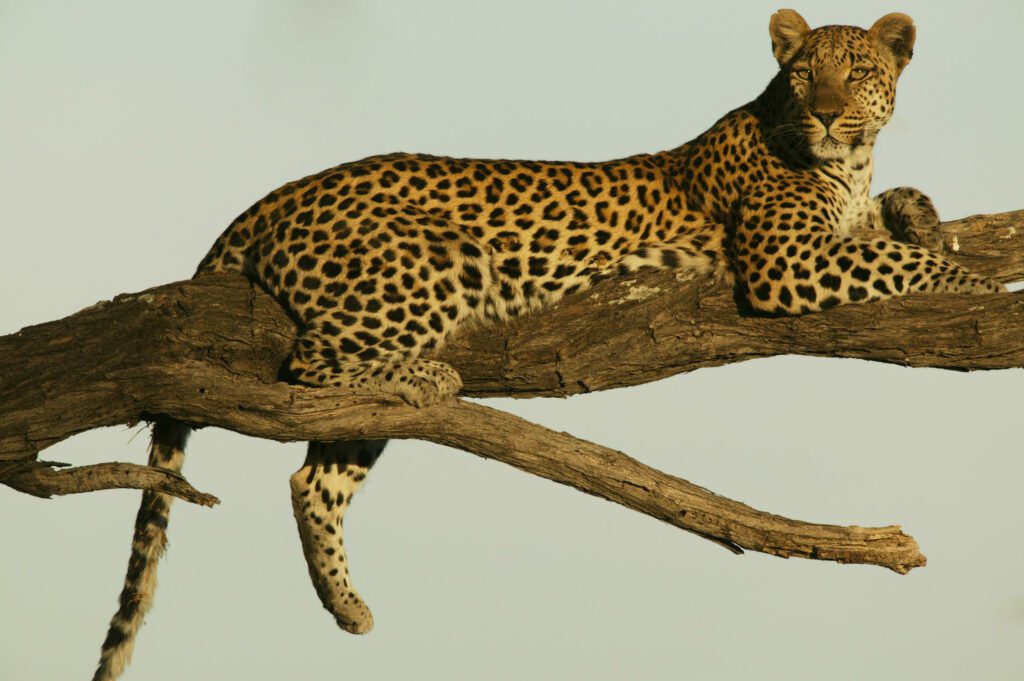 a leopard laying on a branch of a tree.