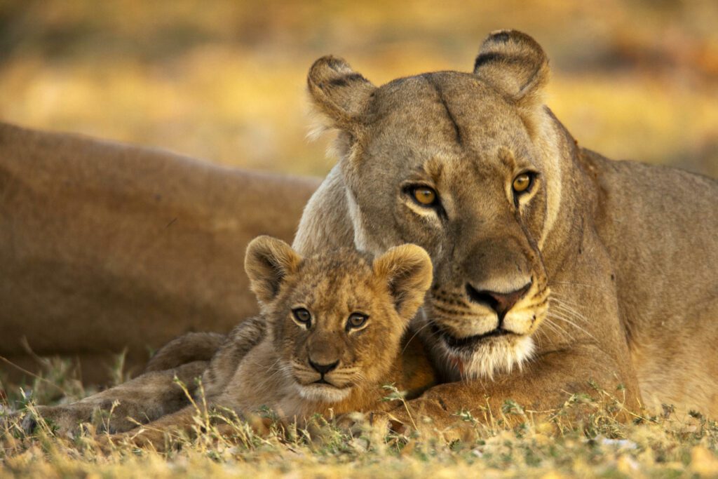 a couple of lions laying on top of a grass covered field.