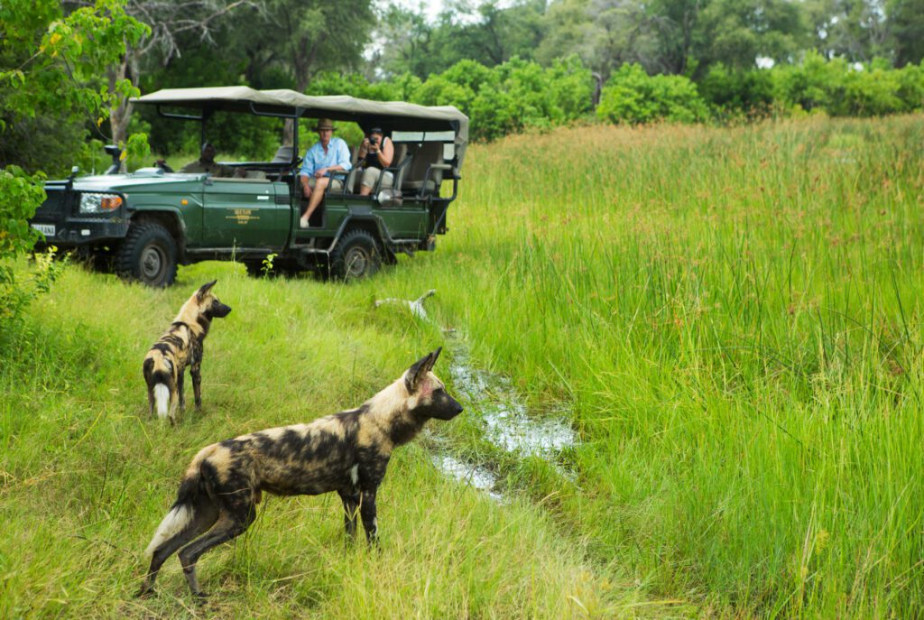 a group of wild dogs walking across a lush green field.
