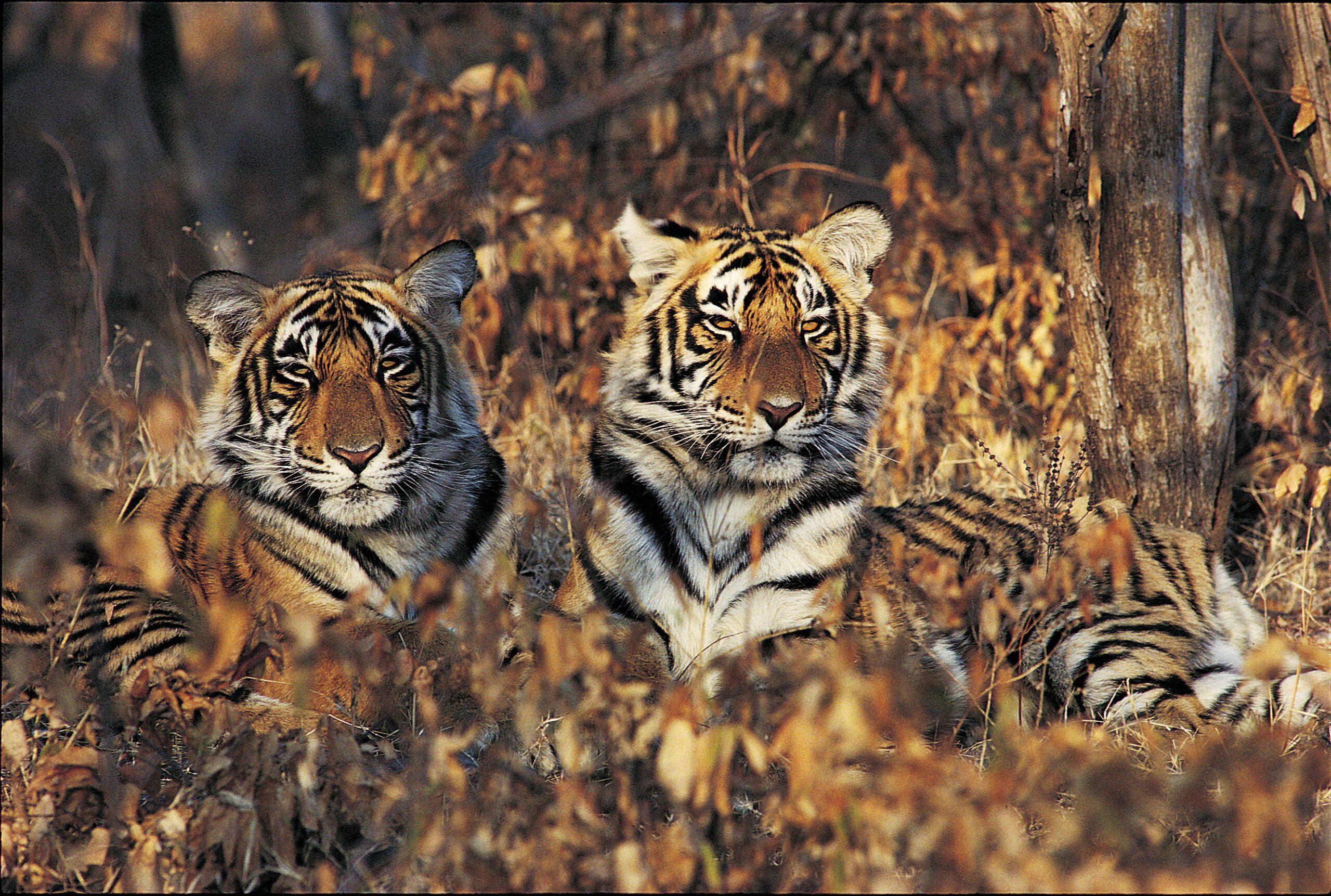 a couple of tigers sitting next to each other in a forest.