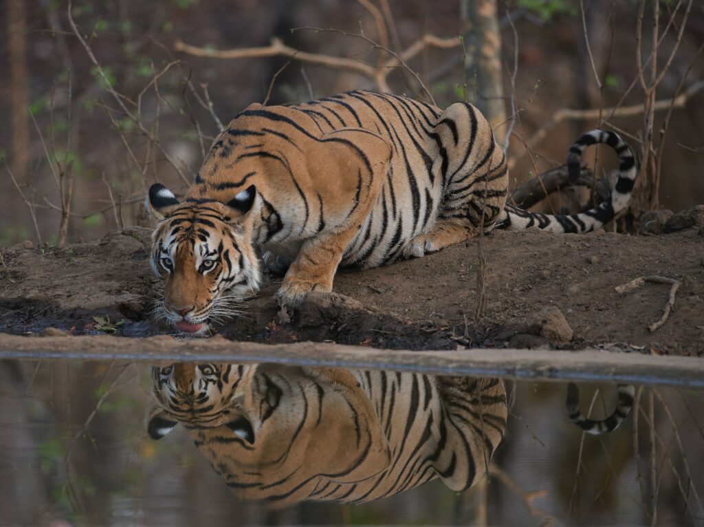 Tiger Drinking from Water Source