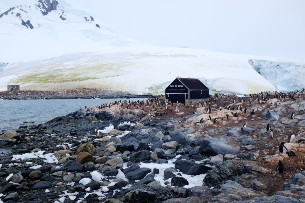 Penguins surrounding the Chilean base, González Videla, on the Antarctic Peninsula. 