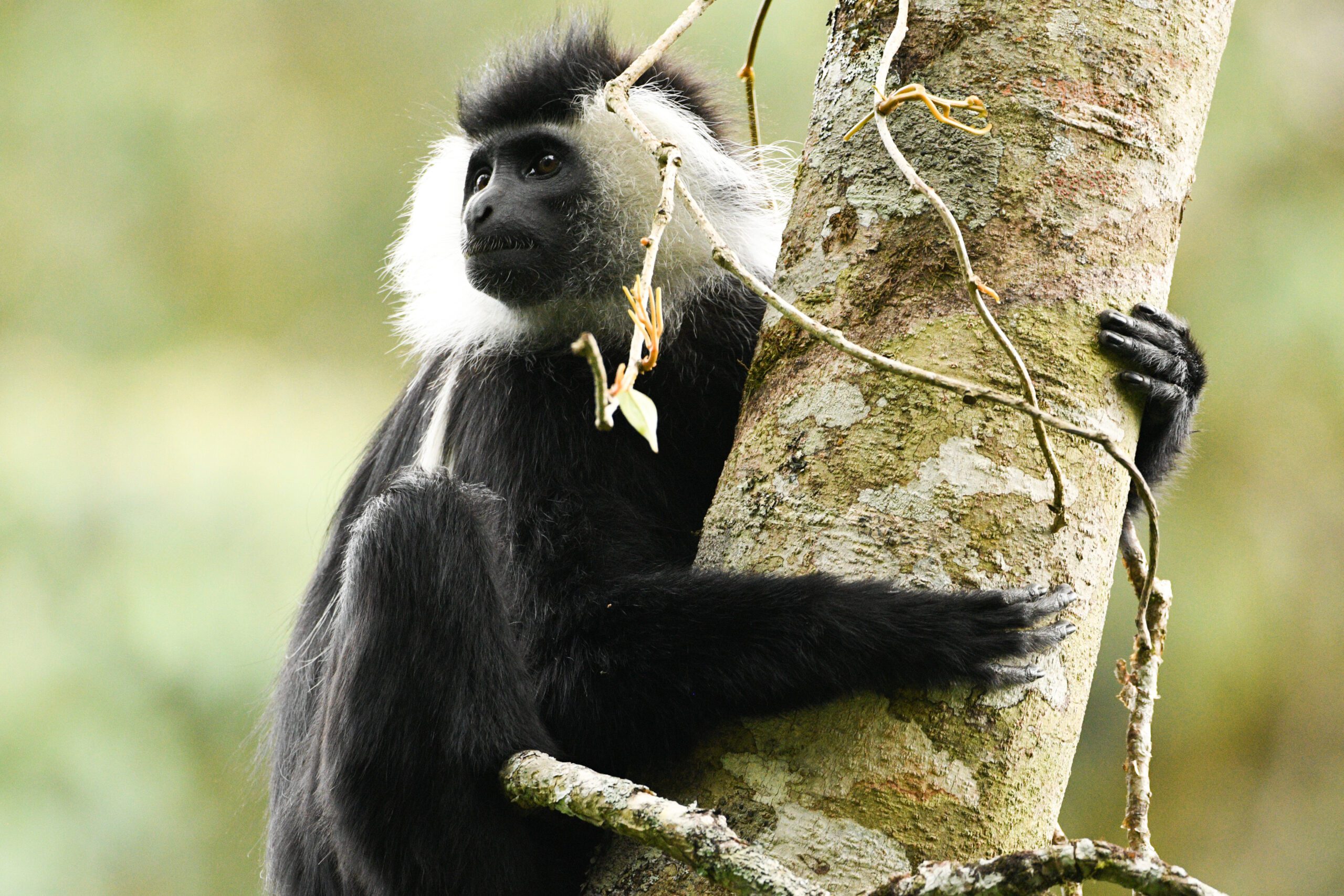 Black and white colobus monkeys