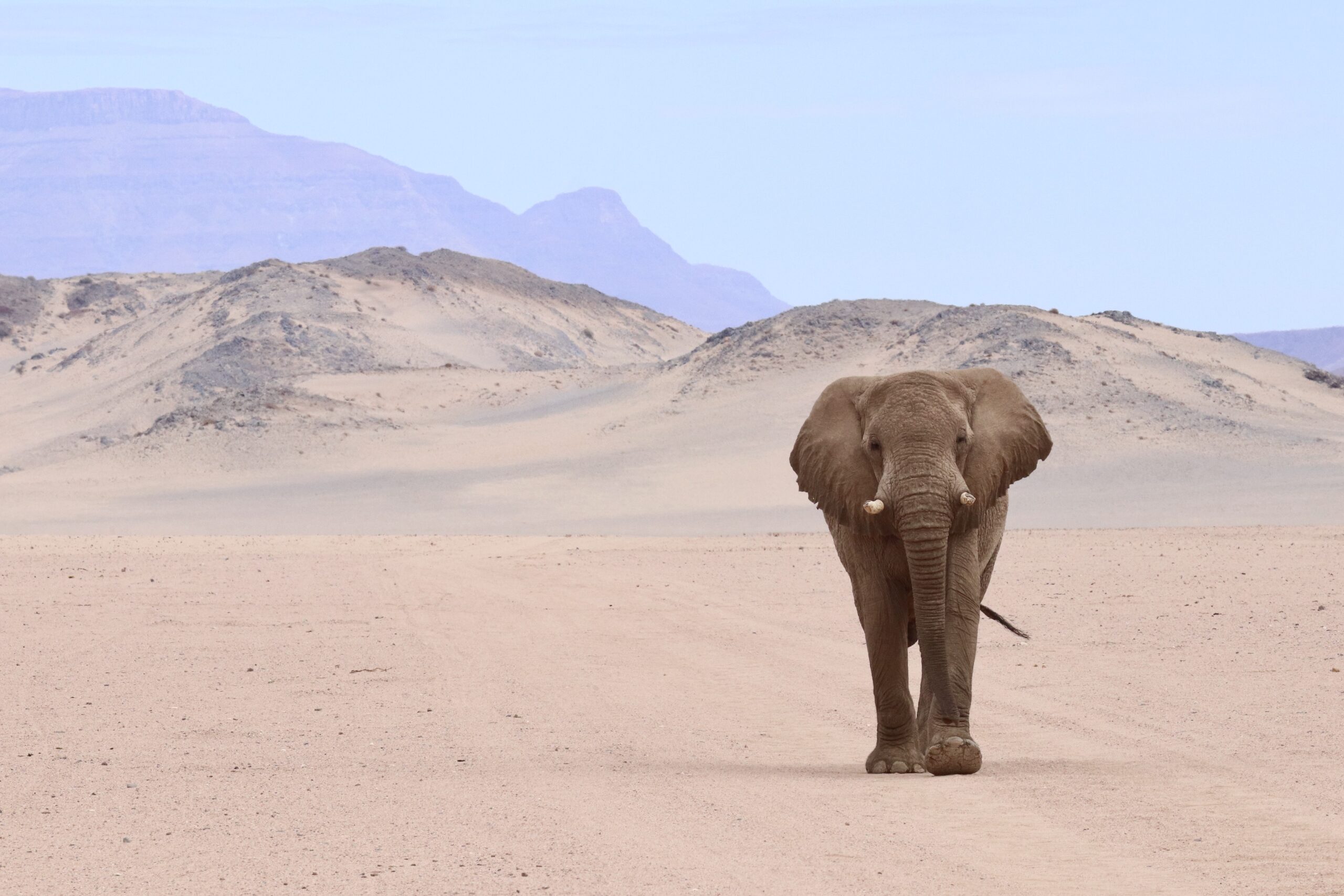 an elephant walking across a dirt road with mountains in the background.