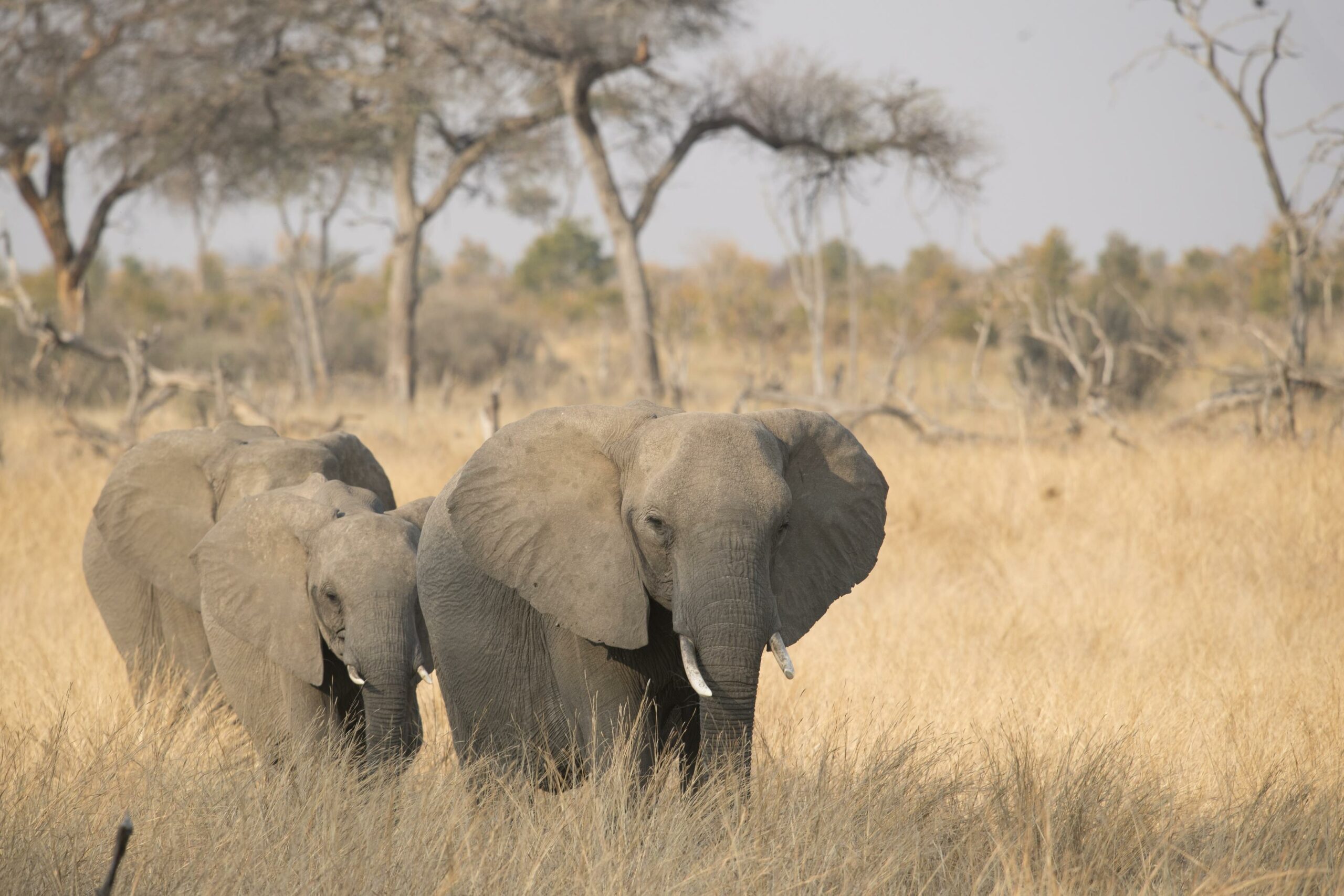 Pair of Elephants roaming