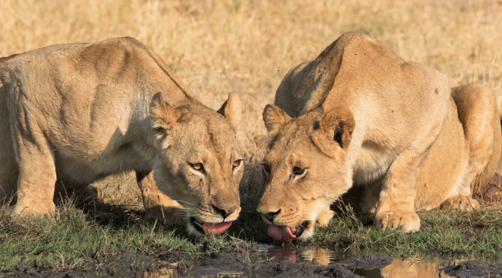 Lions drinking water in Hwange National Park 