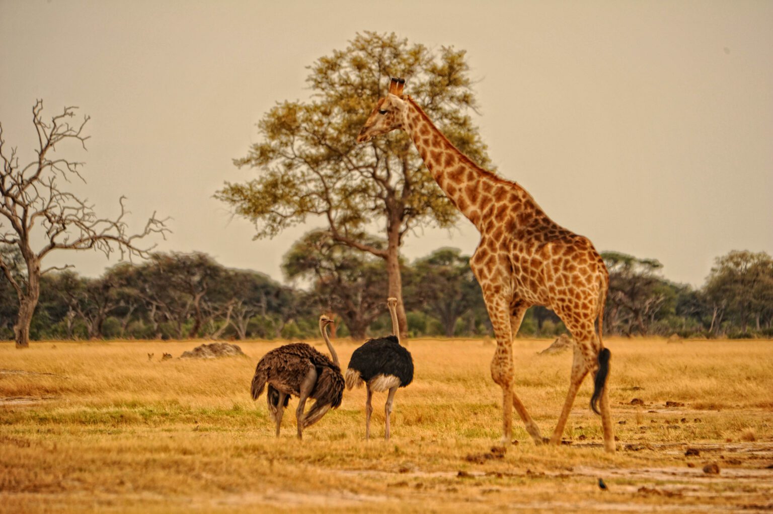 Giraffe grazing on a tree in Hwange national park