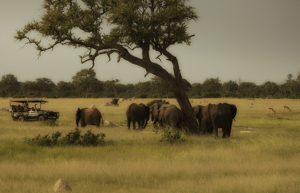 Game drive with an up close look at a heard of elephant in Hwange National Park 
