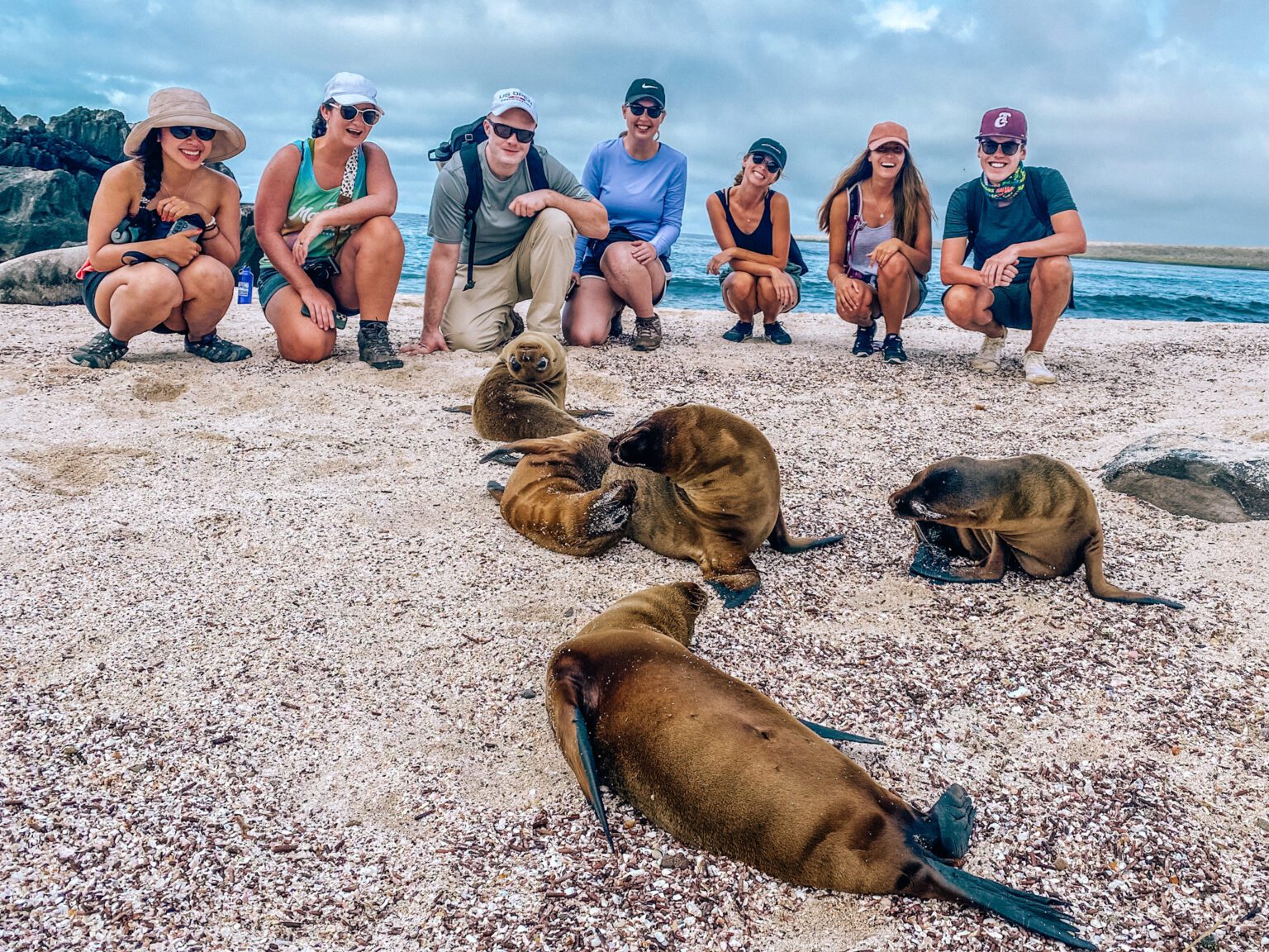 Baby Sea lions in front of a group of onlookers