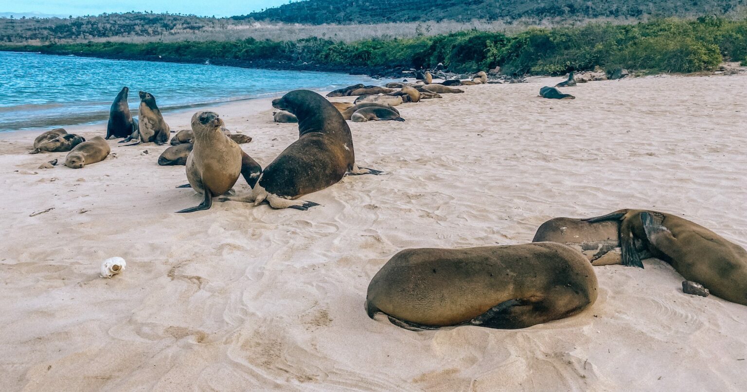 sea lions laying out on the beach