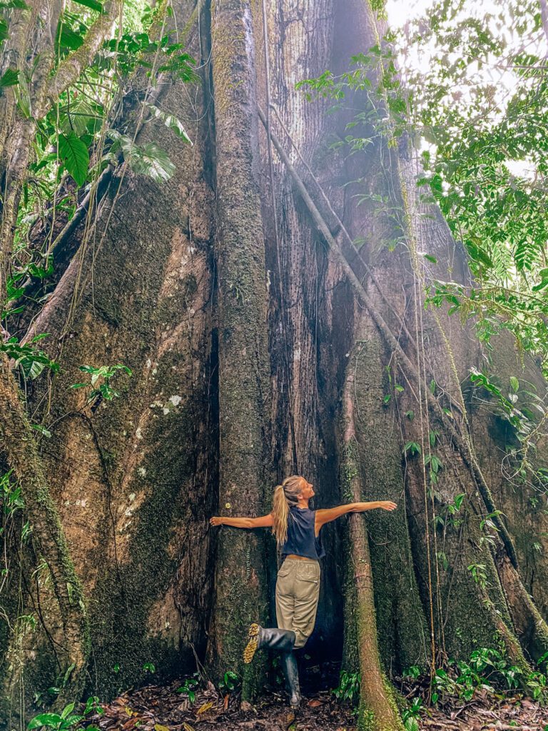 Woman trying to hug a huge tree in the rainforest. 