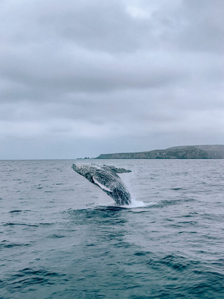 a whale breaching close up