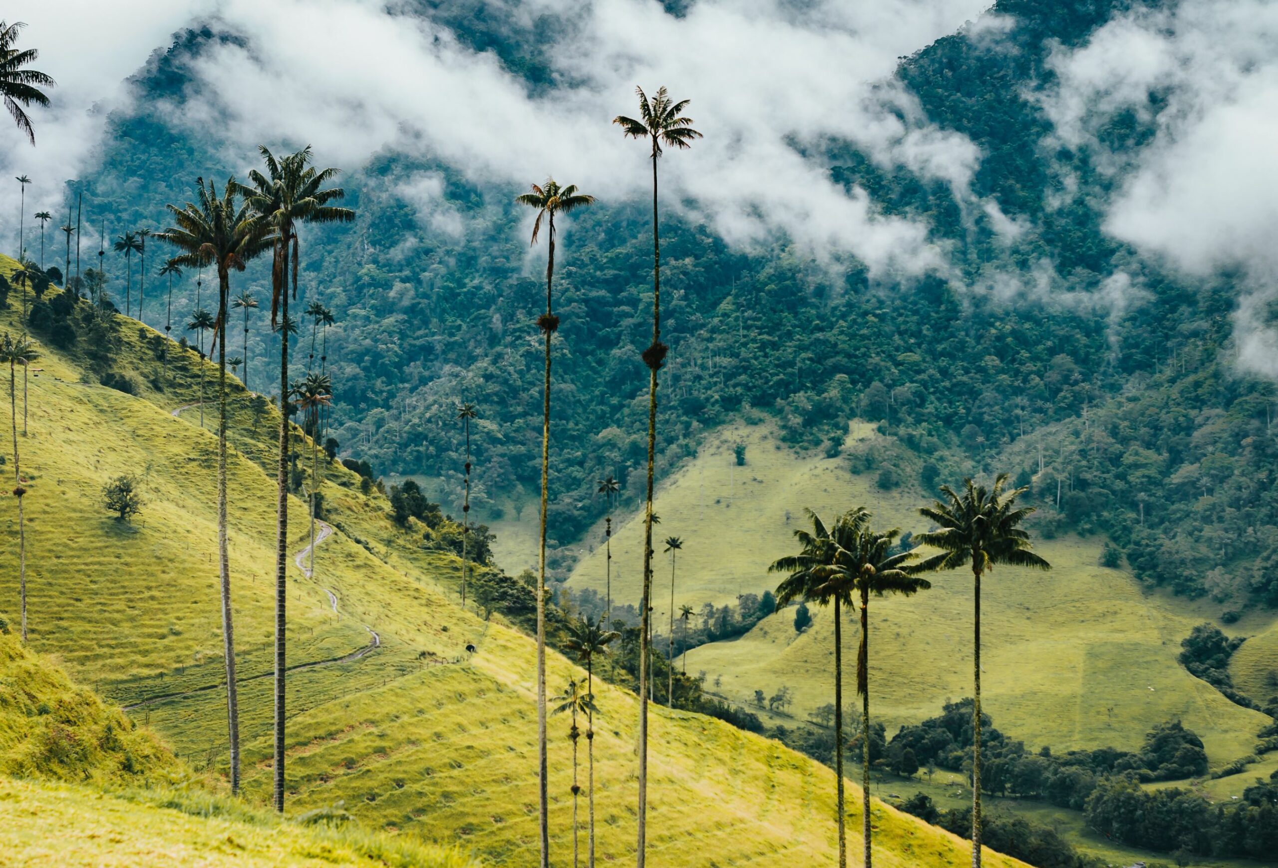 a group of palm trees sitting on top of a lush green hillside.