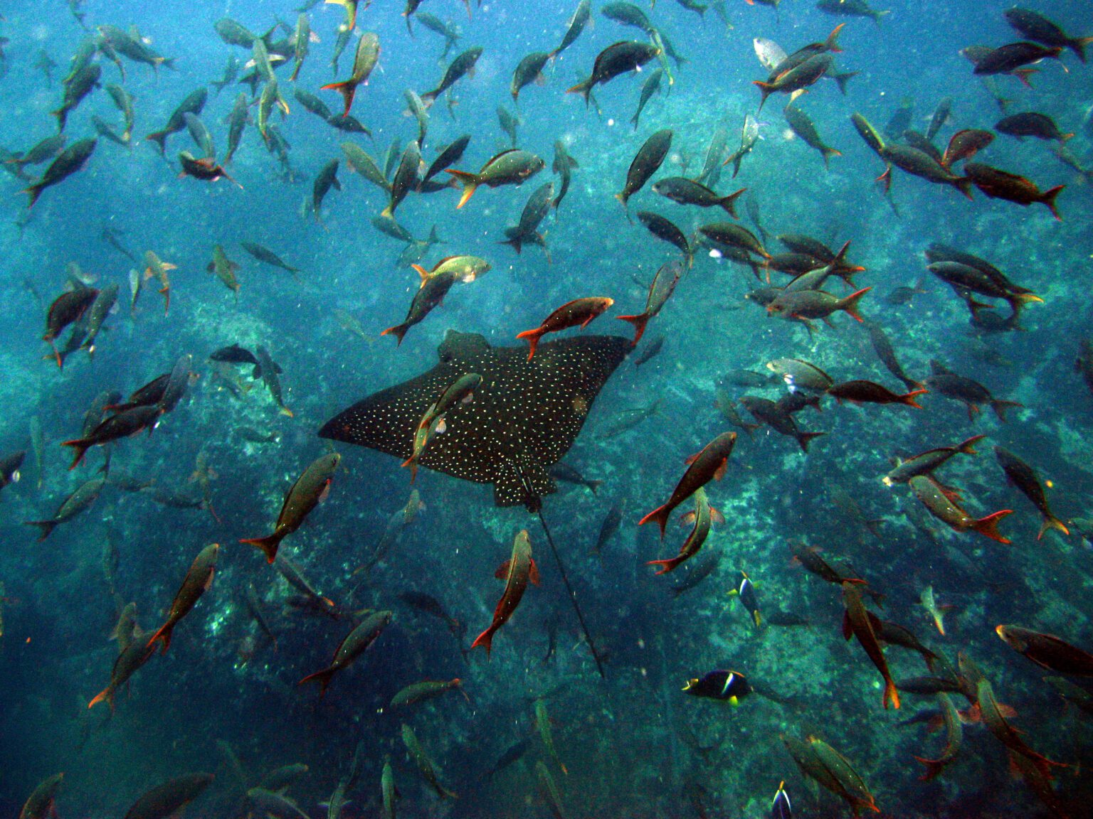 sting ray swimming among a school of fish