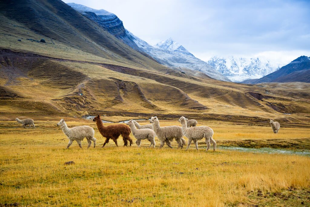 Pack of llama roaming in the Andes mountians 