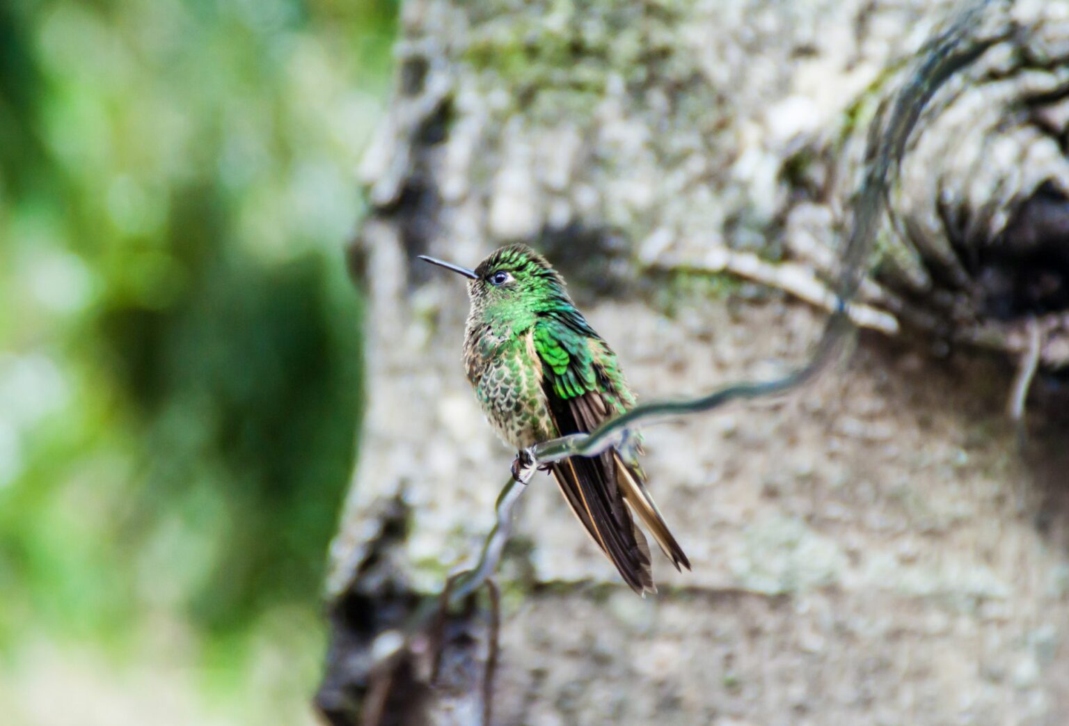 a small green bird perched on a tree branch.