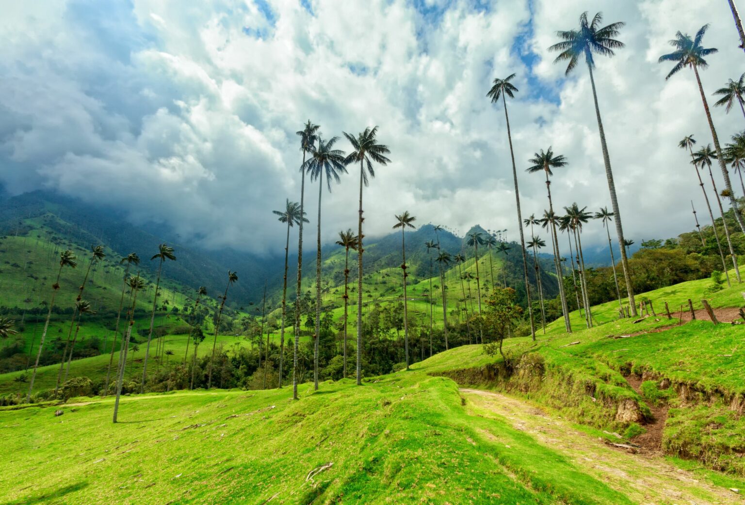a lush green hillside covered in palm trees.