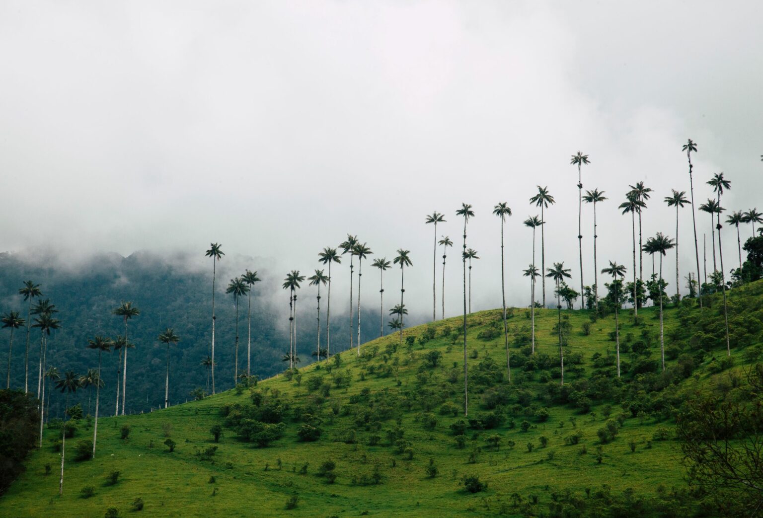 a lush green hillside covered in palm trees.