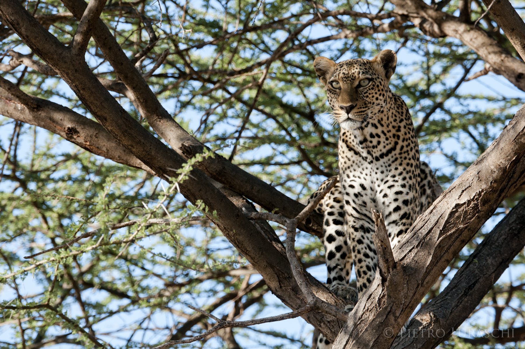 a leopard sitting in a tree looking at the camera.