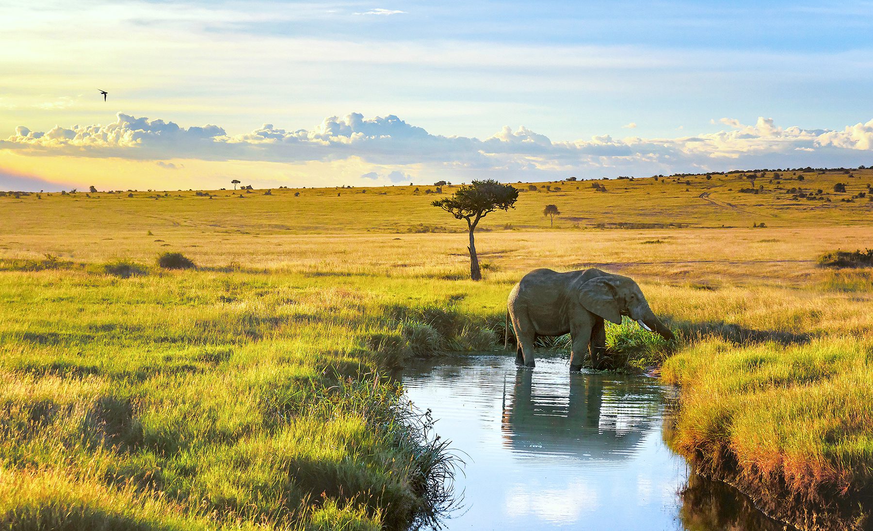 An elephant is drinking water from a small pond.