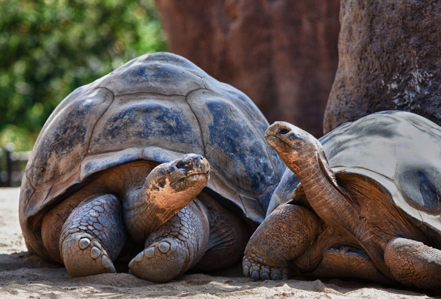 A couple of large turtles laying next to each other.