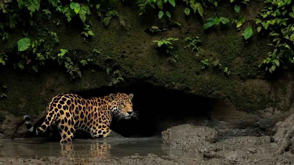 jaguar in the shallow muddy water of the amazon in Ecuador. 