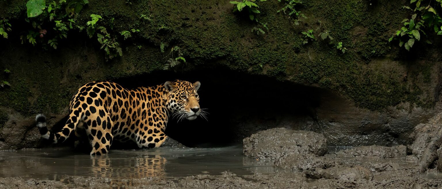 A large leopard is walking into a cave.