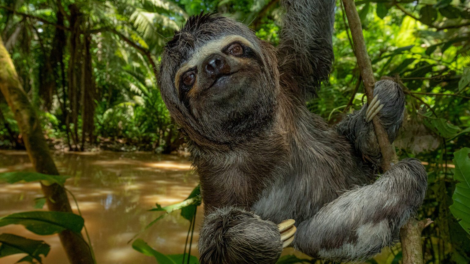 A sloth hanging from a tree in a jungle.