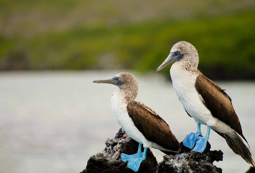 Two Blue Footed Boobies perches 
