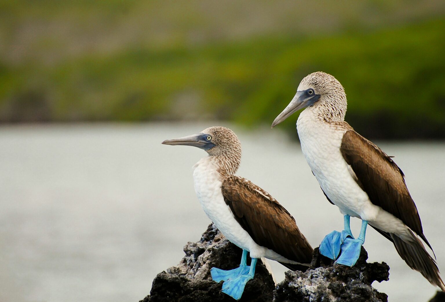 Two brown and white birds sitting on a rock.