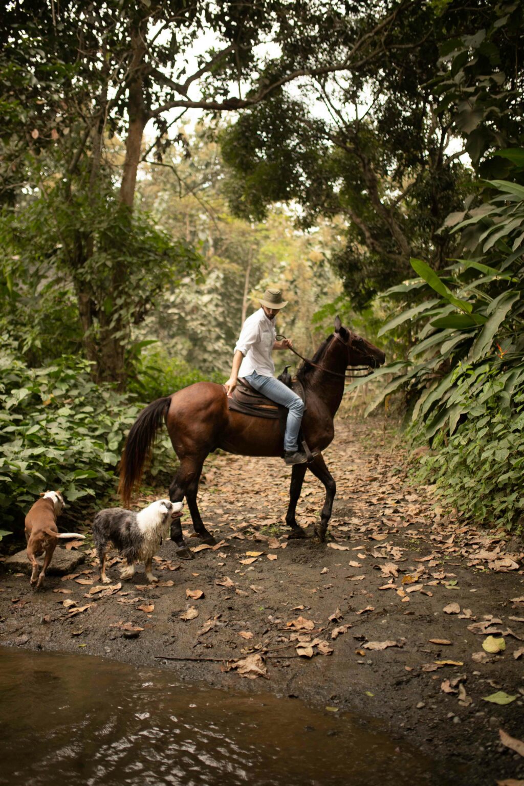 A man on a horse with two dogs in Ecuador