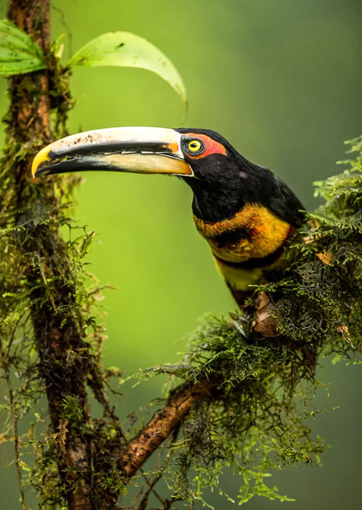 A Pale Mandibilt Aracari bird perched on a mossy branch in the in Ecuadorian Amazon.