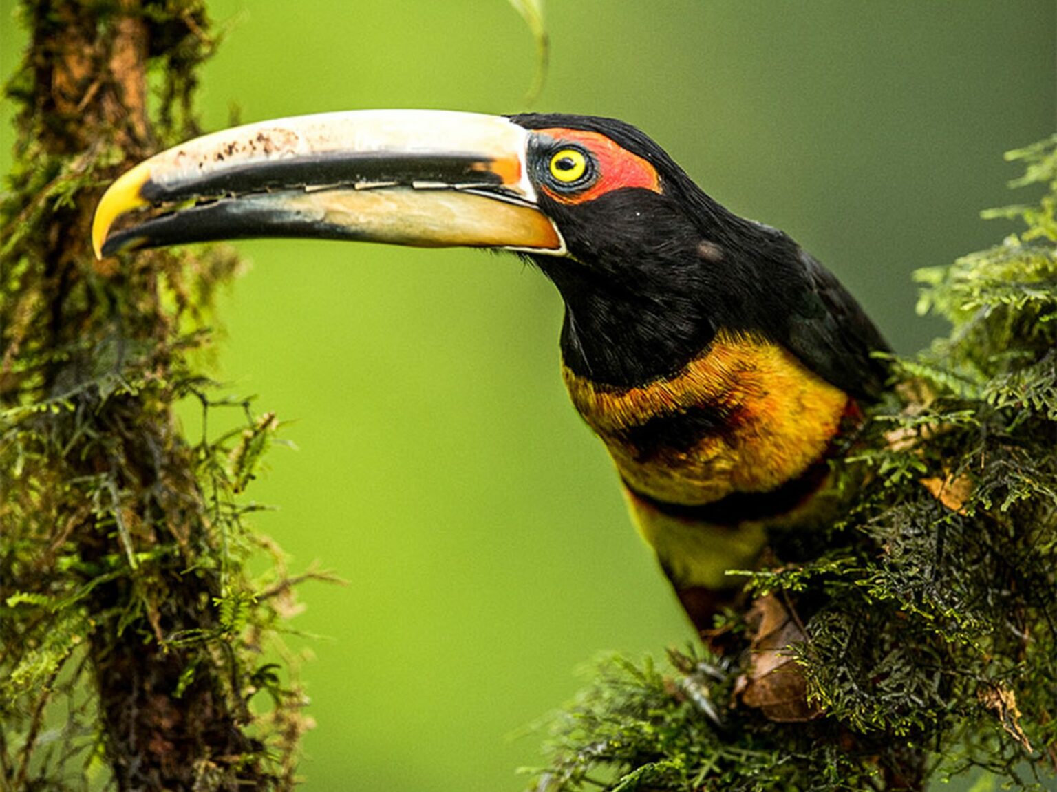 A bird with a long beak sitting on a tree branch.