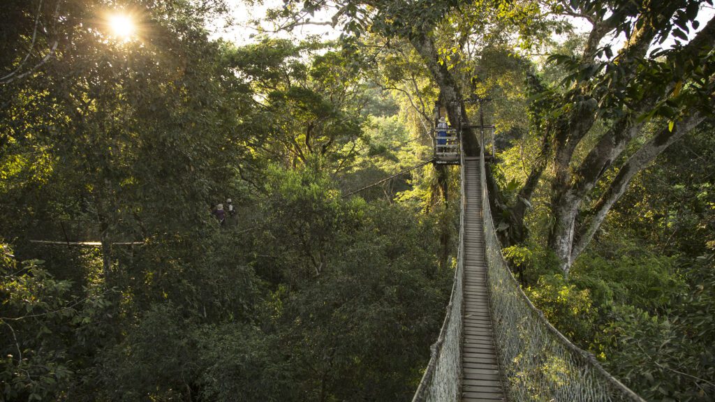 Suspension bridge built along the tree canopy of the Amazon in Peru