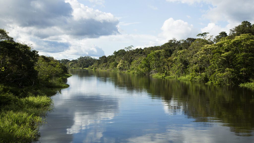 Scenic view looking down the river 
that is surrounded by the lush flora and fauna of the Amazon in Peru.