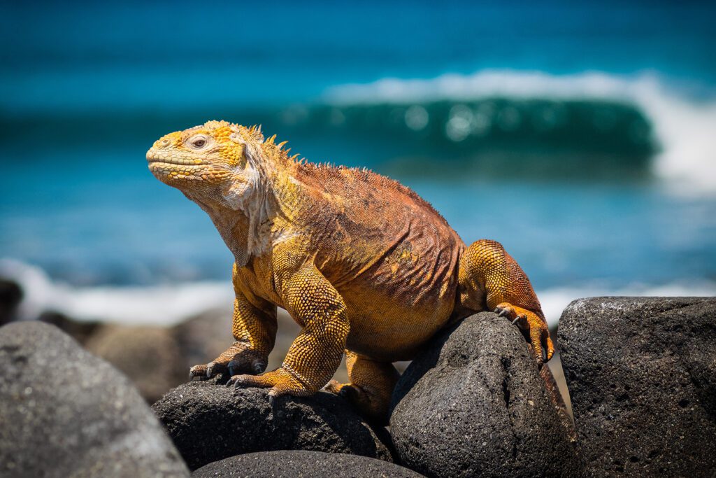 A Marine Iguana sitting on beach rocks.